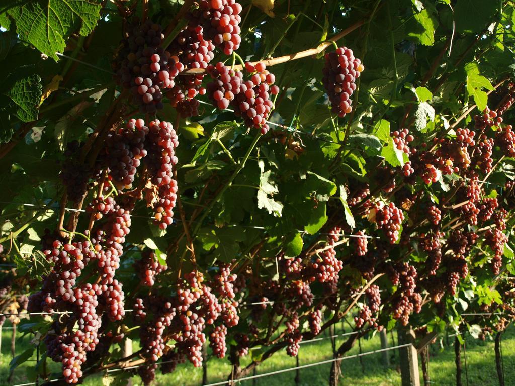Agriturismo Al Maniero Alojamento de Turismo Rural *